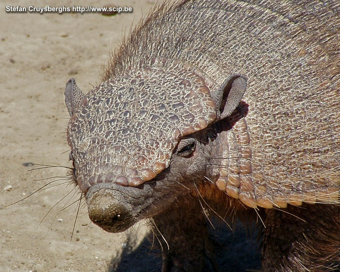 Peninsula Valdes - Armadillo  Stefan Cruysberghs